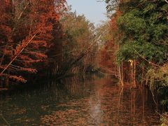 -桤木河湿地公园