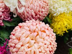 -华强阁菊花宴自助火锅店