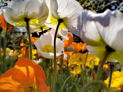 -名花谷生态庄园