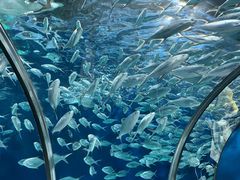 -上海海洋水族馆