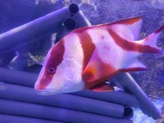 -太平洋海底世界