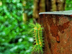 -中国科学院西双版纳热带植物园