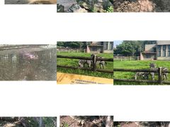 -成都动物园