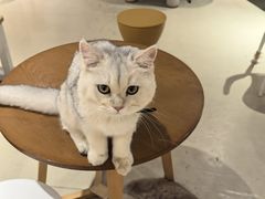-藏猫猫咖啡主题馆(中央大道店)