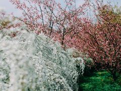 -上海共青森林公园