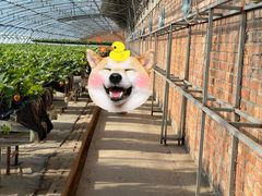 -甜心庄园·甜心草莓采摘园(西青中北店)