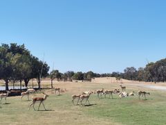 -威勒比开放式动物园