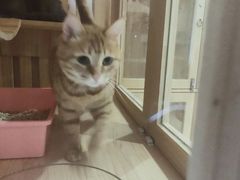 -Pets First伊珊娜洗护·精致美容·家庭式寄养(新会路店)