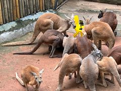 -深圳野生动物园