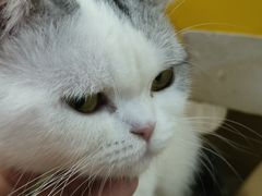 -柴迷FANS CLUB·柴犬狗咖·猫咖