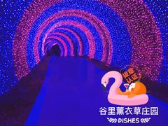 -大塘金香草谷
