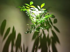 -青桃餐厅