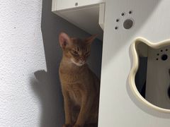 -琪喵猫屋·撸猫猫咖·猫舍