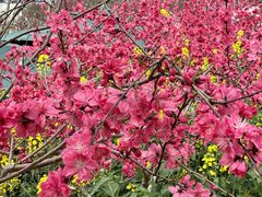 -桃源山庄·水蜜桃采摘·柴火鸡·烧烤团建(龙泉山店)