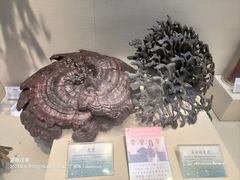 -广东中医药博物馆