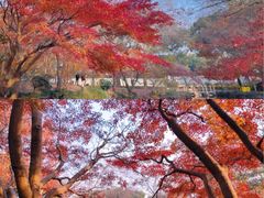 -秋霞圃