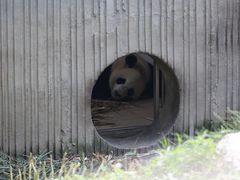 -卧龙中华大熊猫苑神树坪基地