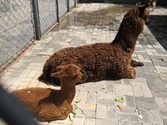 -长白岛森林公园