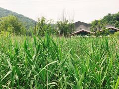 -西湖风景区-江洋畈生态公园