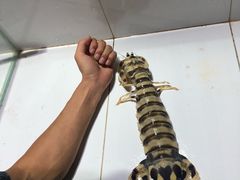 大皮皮虾-海盗餐厅