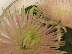 -晶荷轩(香港迪士尼乐园酒店)