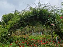 -花溪公园