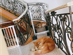 -喜柴咖啡·柴犬狗咖