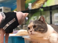 -藦茜花园宠物主题亲子互动体验馆(国顺东路店)