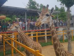 -西霞口神雕山野生动物世界