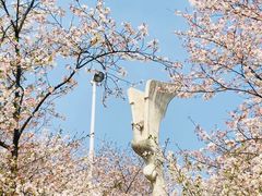 -武汉大学-樱园