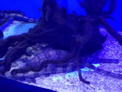 -芜湖新华联大白鲸海洋公园