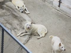 -大连森林动物园