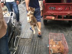 -桂林市花鸟市场