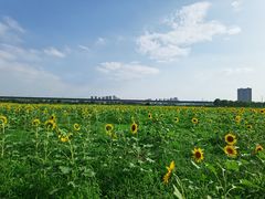 -咸阳湖景区-古渡公园