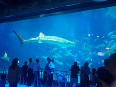 -烟台海昌鲸鲨海洋公园