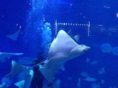 -烟台海昌鲸鲨海洋公园