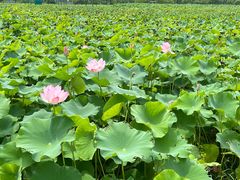 -嘉北郊野公园