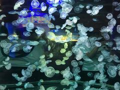 -华夏文旅海洋公园