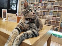 -猫的天空之城概念书店(杭州南宋御街店)