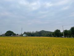 -上海佘山国家森林公园天马山园