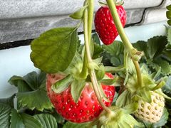 -大自然农场蔬菜草莓采摘园