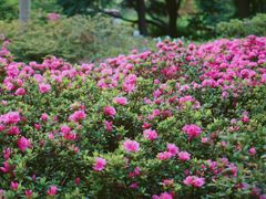 -上海滨江森林公园