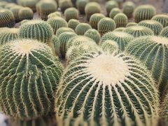 -南山植物园