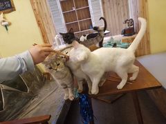 -猫色咖啡·猫咖