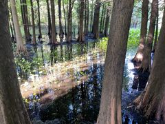 -溱湖国家湿地公园