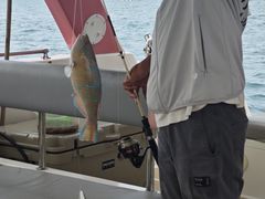 -小猫钓鱼海钓俱乐部(椰梦长廊店)