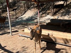 -北京鹿世界主题园