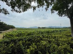 -北京张裕爱斐堡酒庄