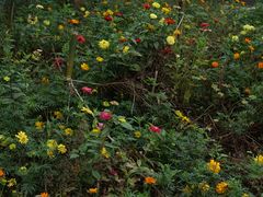 -白鹭湾湿地公园