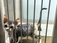 -山宅一喵德文卷毛猫舍